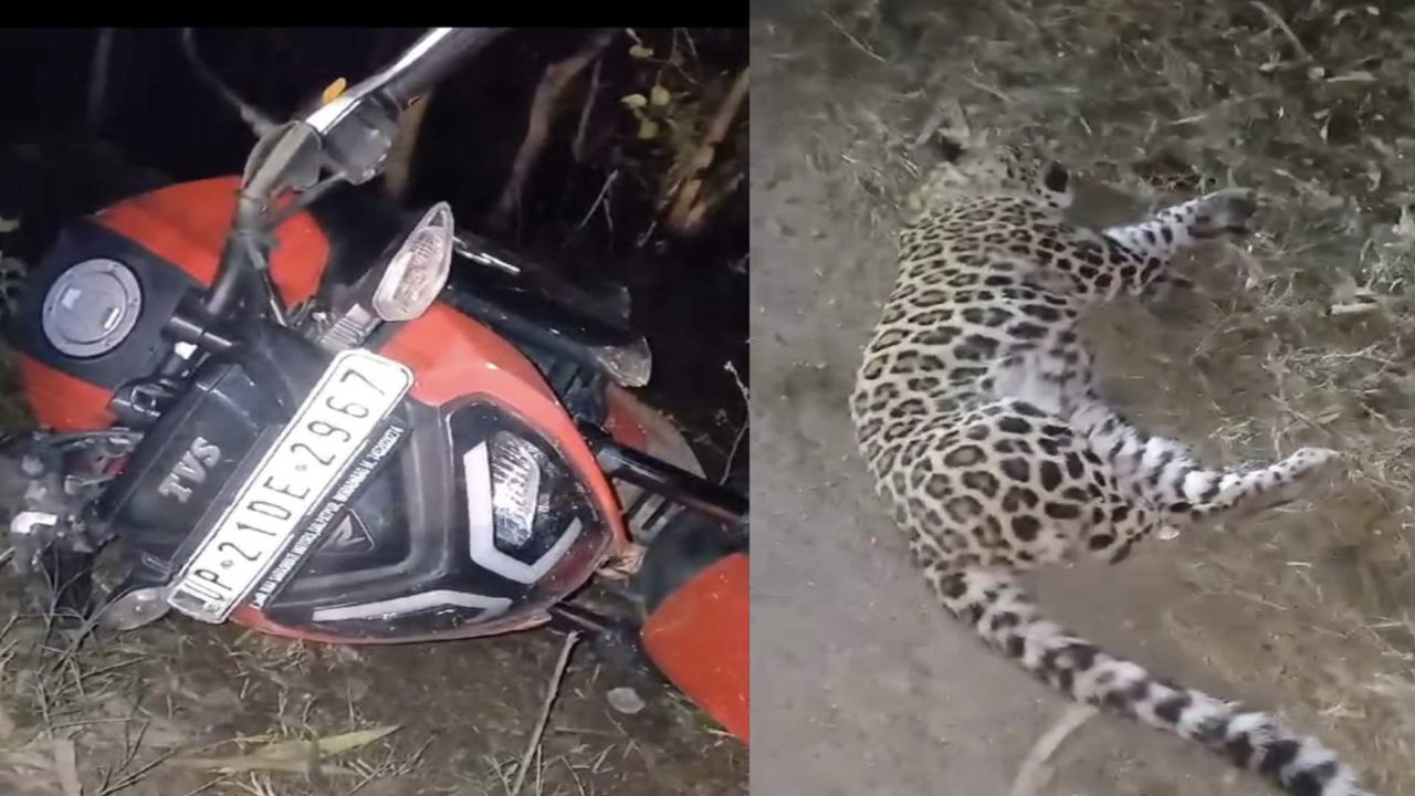 बाइक सवार से हुई तेंदुए की टक्कर बाइक सवार हुआ गम्भीर घायल, तेंदुए की मौके पर मौत
