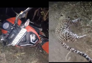 बाइक सवार से हुई तेंदुए की टक्कर बाइक सवार हुआ गम्भीर घायल, तेंदुए की मौके पर मौत