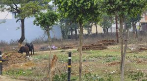 केंद्र सरकार के स्वच्छ भारत मिशन अभियान को लगा रहे पलीता, एमडीए की खाली पड़ी जगह को बना डाला तबेला